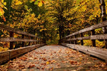 Enjoy Your Beautiful Fall Walks with Brazos Walking Sticks