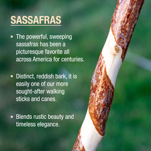 
                  
                    Twisted Sassafras Rustic Walking Stick
                  
                